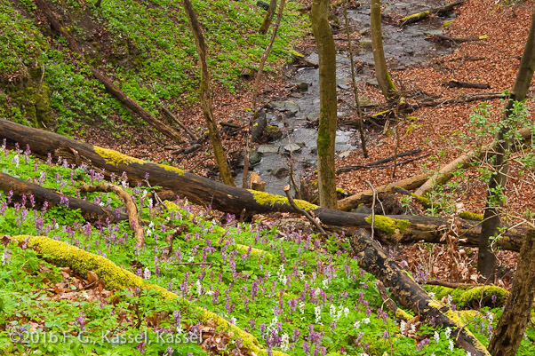 Blick in den Ahnegraben – 3