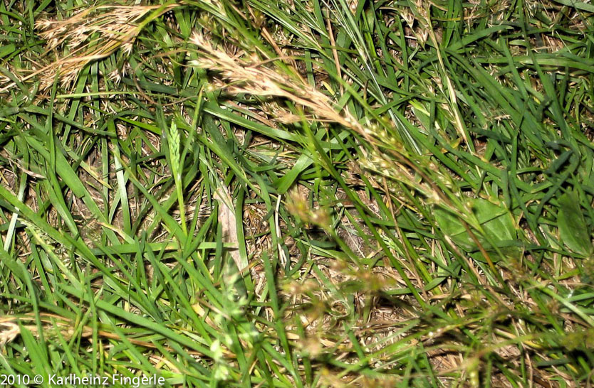 Zarte Binse – Juncus tenuis