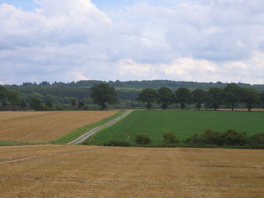 Blick über die Felder auf eine Allee