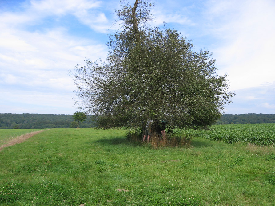 Holzapfel – Malus sylvestris