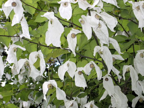 Vorschaubild Taschentuchbaum